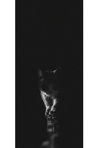 Black Cat For Iphone 12 Hd Wallpaper Www Iphonert Com